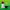 olio-cbd-evo-full-20