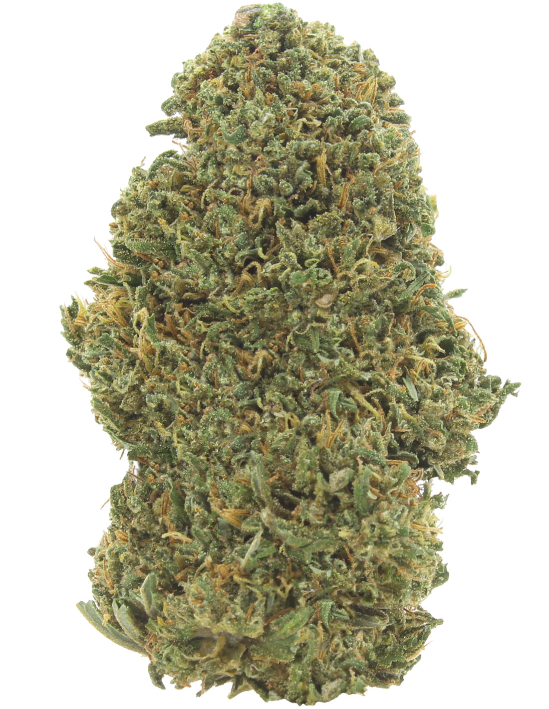 Orange Bud