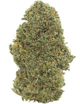 Orange Bud