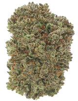 Critical+